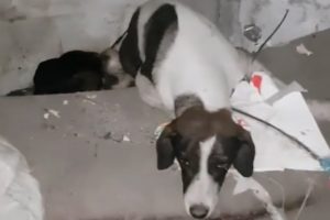 Rescue Ten Puppies And Paralyzed Mom In An Abandoned House Make You Feel Warm