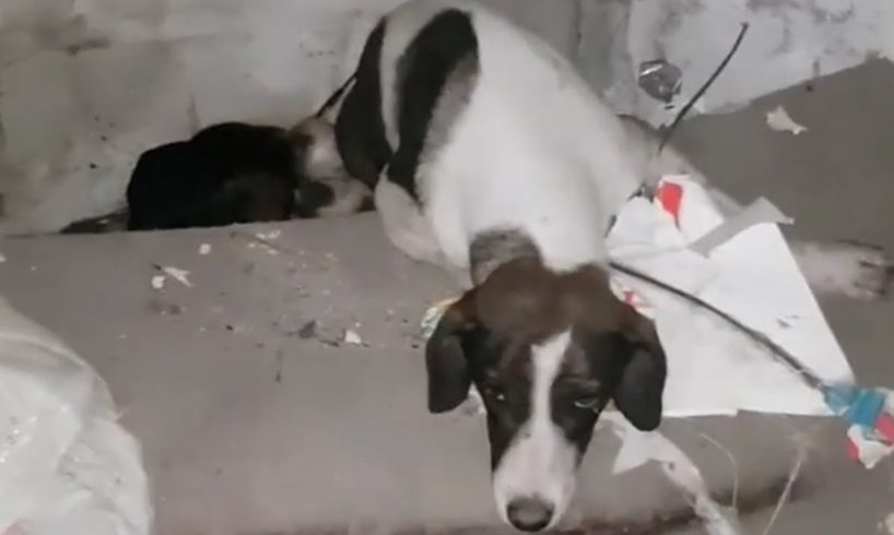 Rescue Ten Puppies And Paralyzed Mom In An Abandoned House Make You Feel Warm