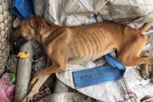 Rescue Thin Dog Was Abused Atrocities Make You Hurt