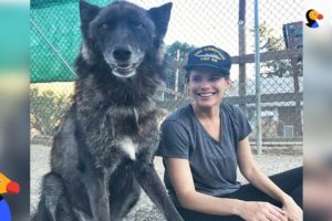 Rescue Wolfdog Finds A New Pack to Howl With - SARGE | The Dodo