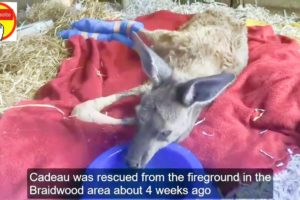 Rescue baby Animals Rescued and Transformation of Kangaroo Hugging brothers! "Exhausted thirsty for