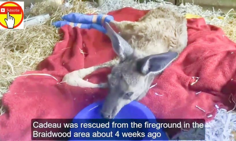 Rescue baby Animals Rescued and Transformation of Kangaroo Hugging brothers! "Exhausted thirsty for