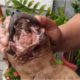 Rescue of Starving Injured Puppy Who Suffered a Terrible Mouth Injury - Amazing Transformation