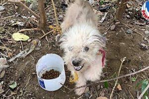 Rescue of a Angry Abandoned Dog with a Broken Heart