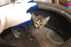 Rescue stray kitten eating garbage during 3 days in motorbike garage!