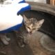 Rescue stray kitten eating garbage during 3 days in motorbike garage!