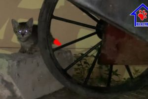Rescue tailless kitten under the Wheel of Garbage car!