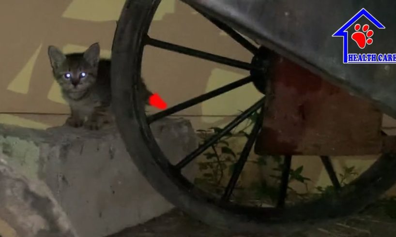 Rescue tailless kitten under the Wheel of Garbage car!