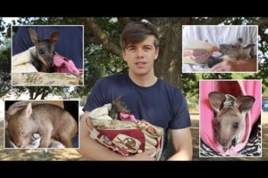 Rescued Animals From Australias Bushfires 2019/2020