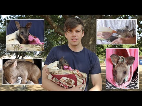 Rescued Animals From Australias Bushfires 2019/2020