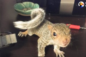 Rescued Baby Squirrel Is Queen Of Her New Home | The Dodo