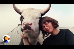 Rescued Cows Love to Hug and Cuddle | The Dodo