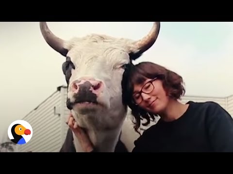 Rescued Cows Love to Hug and Cuddle | The Dodo