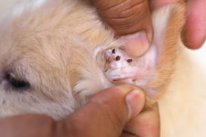 Rescued Cute Puppy Ticks Removal From Ear And Paws