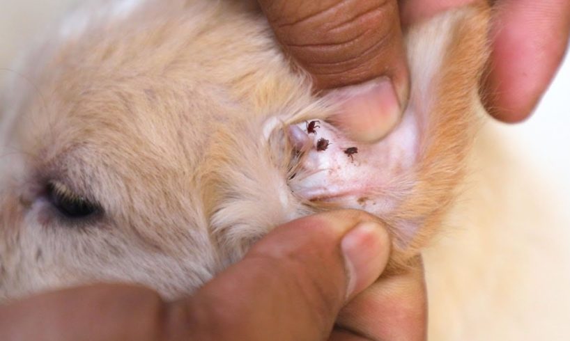Rescued Cute Puppy Ticks Removal From Ear And Paws