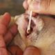 Rescued Dog Tick Removal And Cleaning Ear | Rescued Dog Video