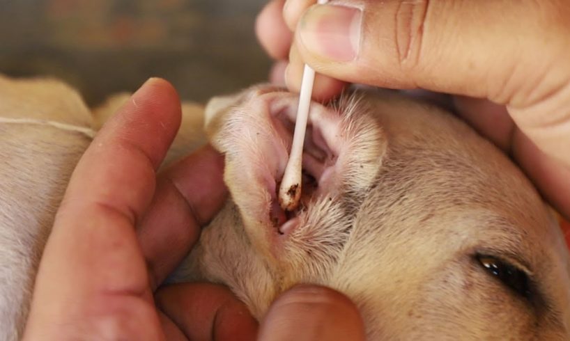 Rescued Dog Tick Removal And Cleaning Ear | Rescued Dog Video