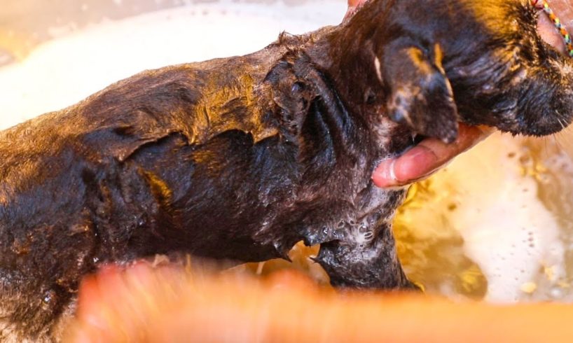 Rescued Dog To Take A Bath For Avoid Having Ticks