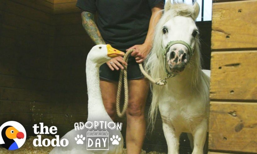 Rescued Goose, Mini Horse Are Inseparable — Watch Them Get Adopted Together | The Dodo Adoption Day