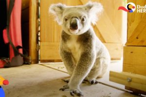 Rescued Koala Gets Help From His Favorite Girl | Dodo Heroes Season 1