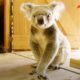 Rescued Koala Gets Help From His Favorite Girl | Dodo Heroes Season 1