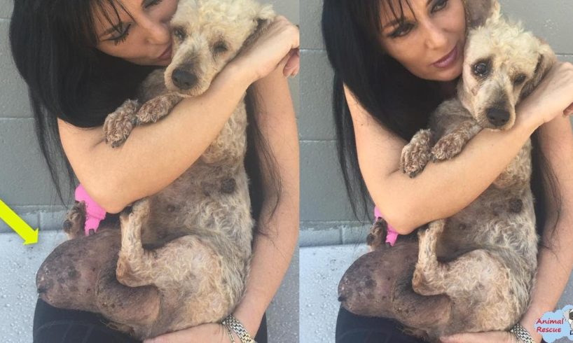 Rescued Poor Dog Had Two Of The Biggest Hernias The Doctors Have Ever Seen