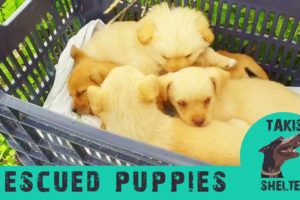 Rescued Puppies and Kittens of 2019 so far. Abandoned, trapped, lost - Takis Shelter