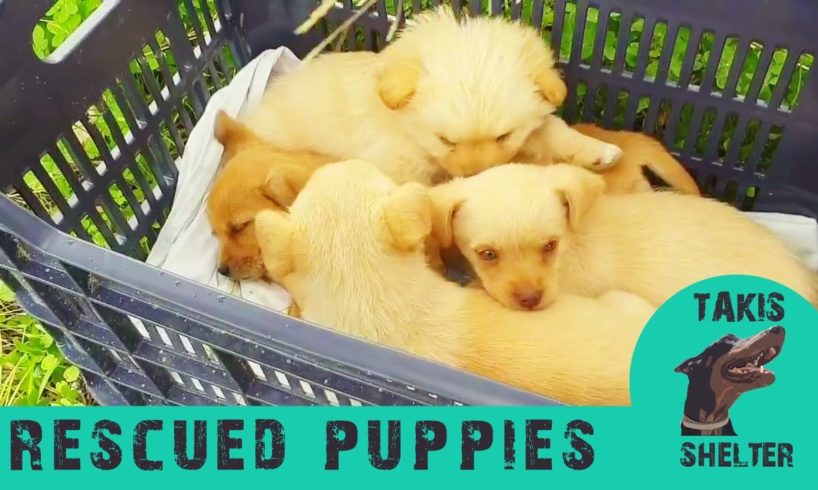Rescued Puppies and Kittens of 2019 so far. Abandoned, trapped, lost - Takis Shelter