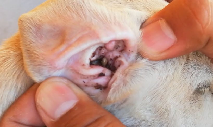 Rescued Puppy At Pagoda | Dog Rescued Tick Removal Videos