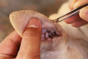 Rescued Puppy Cleaning Ear Wax And Tick Removal