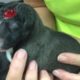 Rescued Puppy Only 11 Hours Old Born With a Hole on The Top of His Head and Cleft Palette