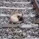 Rescued Puppy That Was Seriously Injured by the Train Leaving and Swept Him Along