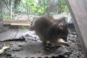 Rescued raccoon doing much better, Animal Advocates, Mary Cummins