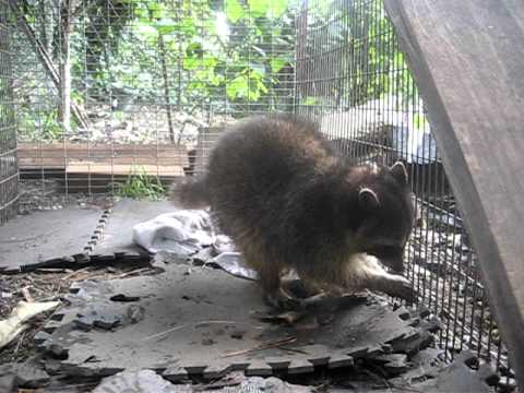 Rescued raccoon doing much better, Animal Advocates, Mary Cummins