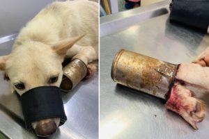 Rescuing Mother Dog with Her Left Leg Trapped in Can