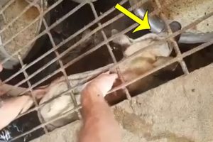 Rescuing Poor Dog Imprisoned In Cages Waiting For Butchering From The Slaughterhouses