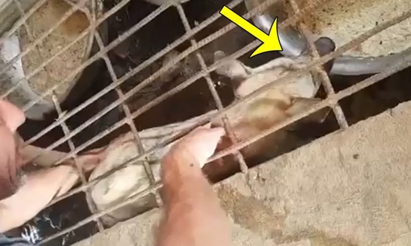 Rescuing Poor Dog Imprisoned In Cages Waiting For Butchering From The Slaughterhouses