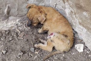 Rescuing Poor Puppy Was Burned Mouth, Back, Legs In The Factory Make You Are Constantly Crying