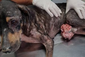 Rescuing Stray Dog With A Very Big Tumor On His P.E.N.I.S