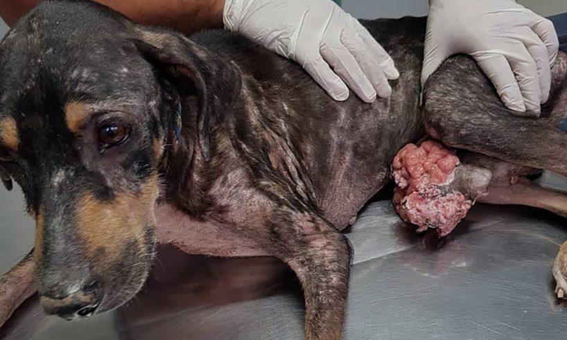 Rescuing Stray Dog With A Very Big Tumor On His P.E.N.I.S