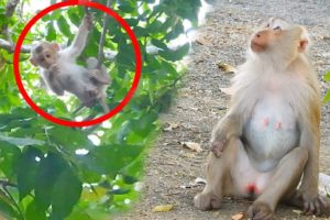 Rocky's mother looking baby playing on the tree alone