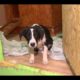 Russian couple adopt dog from animal shelter, take it home and eat it - Today News