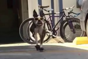 SAVE ANIMALS || Presents -  Gangster Dog Kobe Plays Basketball ! (Funny Videos for 2020) Basketball