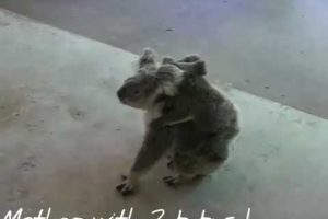 SAVE ANIMALS || Presents - Koala Mother has Two Baby TWINS! (LOCALS FIGHT) Koala rescued from fire.