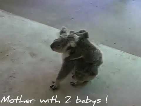 SAVE ANIMALS || Presents - Koala Mother has Two Baby TWINS! (LOCALS FIGHT) Koala rescued from fire.