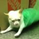 SAVE ANIMALS || Presents - Poor Puppy In Platic Bag Rolled up! (Funny Videos) '2020'  Funny Meme.