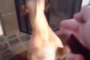 SAVE ANIMALS || Presents - Puppy Gets Shot By Owner (SLOWMOTION) 'Bang'  Funny Meme.