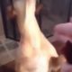 SAVE ANIMALS || Presents - Puppy Gets Shot By Owner (SLOWMOTION) 'Bang'  Funny Meme.