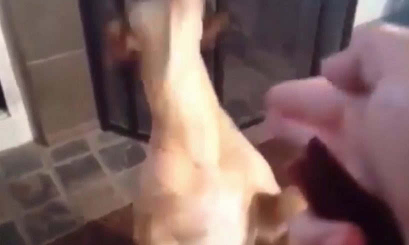 SAVE ANIMALS || Presents - Puppy Gets Shot By Owner (SLOWMOTION) 'Bang'  Funny Meme.