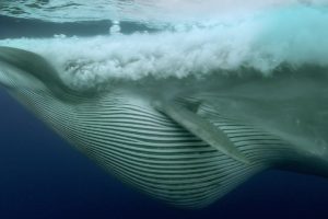 Sardine Feeding Frenzy: Whale, Shark, Dolphin and Sea Lions | The Hunt | BBC Earth